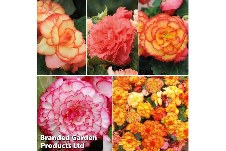 Begonia Giant Picotee Flowering Bulbs - Bicolour Summer Bedding (5 or 10 Tubers) | Wowcher