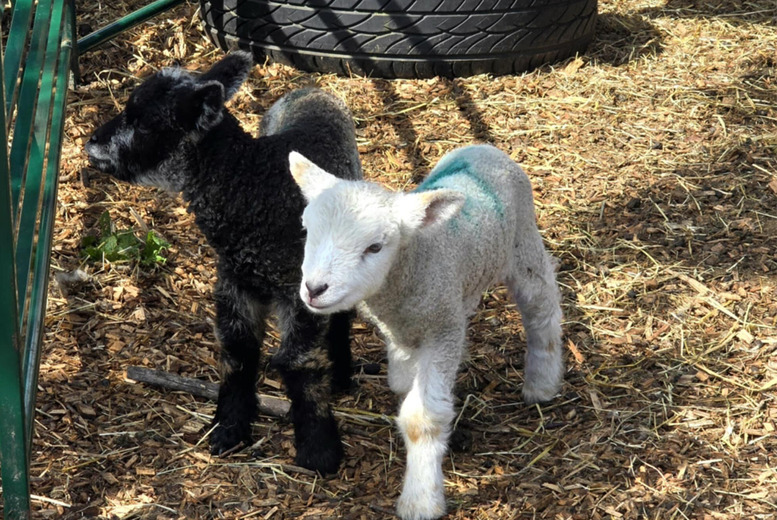 1-Hour Farm Activities: Sheep Feeding & Shearing - Family Ticket Up To 4 | Wowcher