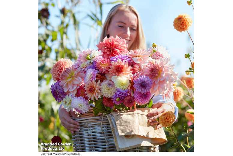 Dahlia 'Kaleidoscope Mix' Flowering Perennial - 18 Tuber Collection | Wowcher
