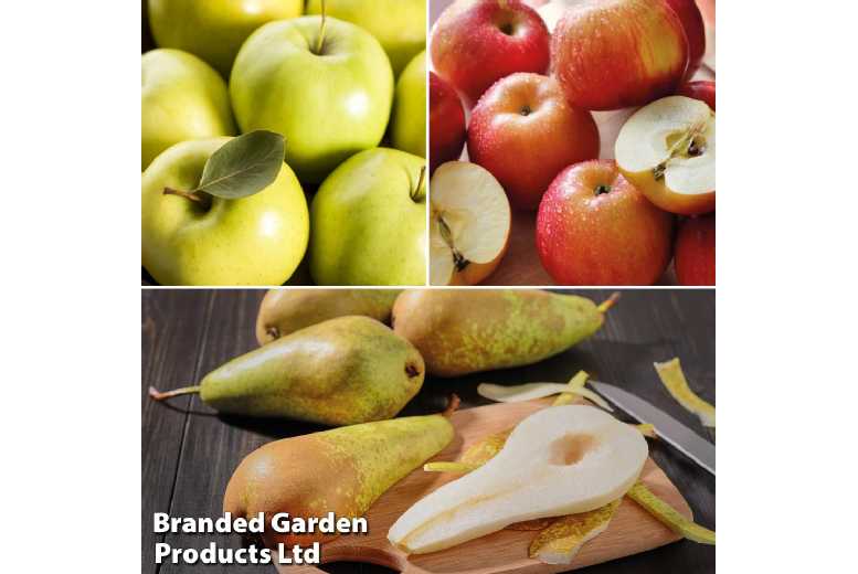 Orchard Apple & Pear Fruit Tree Collection - Compact Bare Root Trio | Wowcher