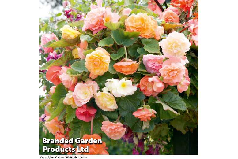 Begonia 'Parisienne Trailing' - Flowering Trailing Plant for Hanging Baskets (5 or 10 Tubers) | Wowcher