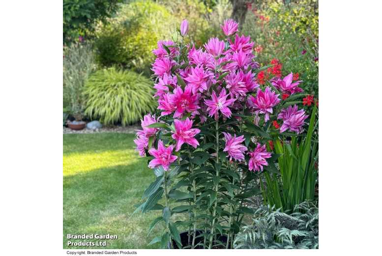 Lily 'Double Fantasy' Flowering Bulbs - Pollen-Free, Large Blooms | Wowcher