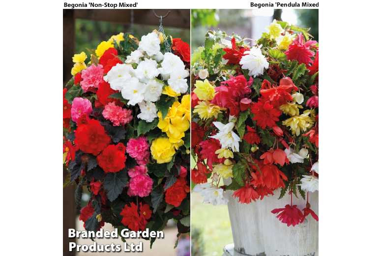 Begonia Duo Mix Flowering Tubers - 20 or 40 Pack, Summer-Long Blooms | Wowcher