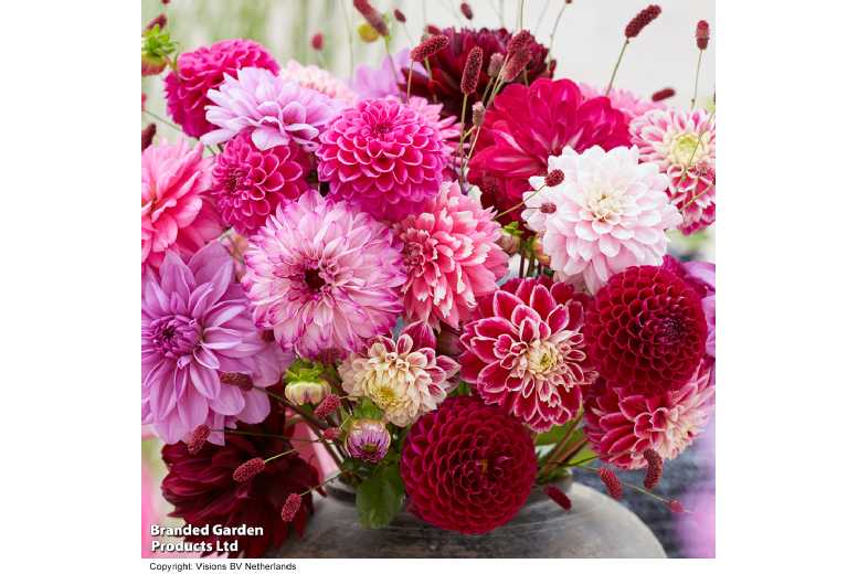 Dahlia 'Romantic Bouquet Mix' - Flowering Perennial Collection (9 or 18 Tubers) | Wowcher