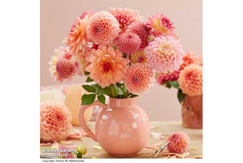 Dahlia 'Peaches and Apricots' Flowering Bulb Mix - 7 or 14 Tubers | Wowcher