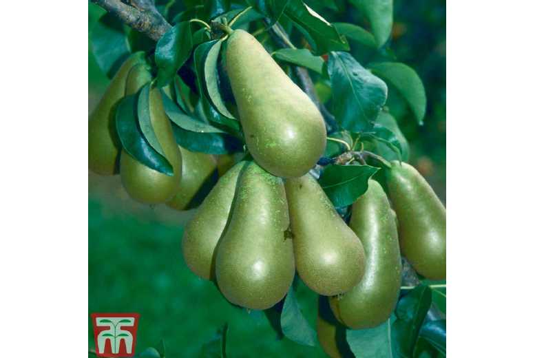 Pear 'Conference' Bare Root Fruit Tree - Late-Season, Hardy, Long Storage | Wowcher