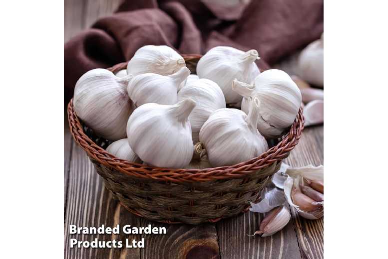 Garlic 'Cledor' Softneck Bulbs - Spring & Autumn Planting, 2-Pack | Wowcher