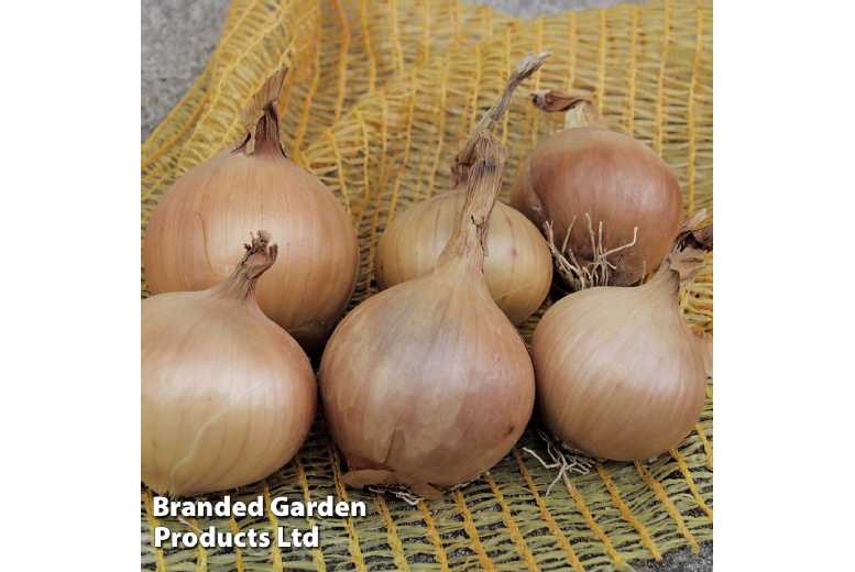Organic Spring Onion 'Sturon' - Award-Winning Bulb, 45cm Tall | Wowcher