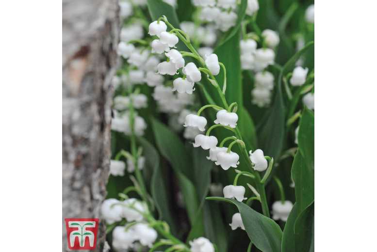 Lily of the Valley White - Fragrant Flowering Perennial, Up to 12 Plants | Wowcher
