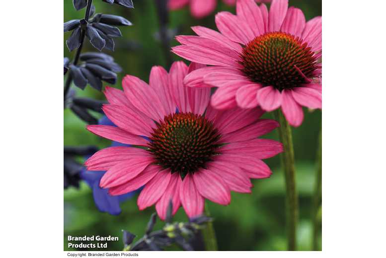 Echinacea Purpurea 'Magnus' Perennial - Vibrant Flowering Plant | Wowcher