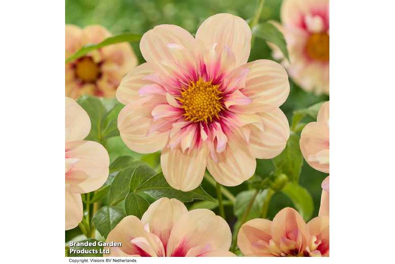 Dahlia 'Rhubarb and Custard' - Flowering Perennial, Up to 6 Tubers | Wowcher