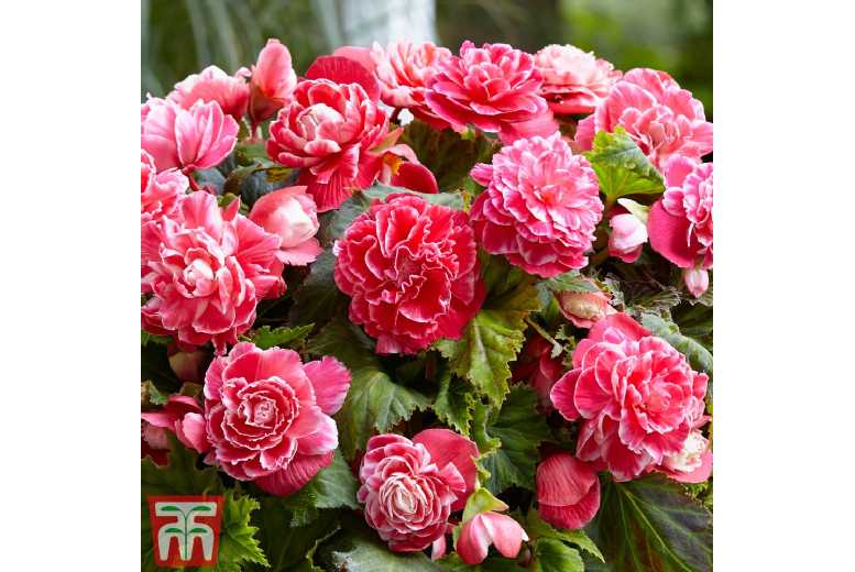 Begonia Camelia Flowering Tubers - Deep Rose Blooms, Summer to Autumn | Wowcher