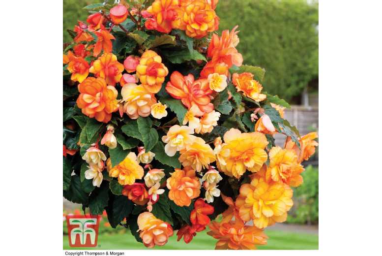 Mixed Begonia Tuber Collection - 5 Varieties, Summer-Flowering, Easy Care | Wowcher