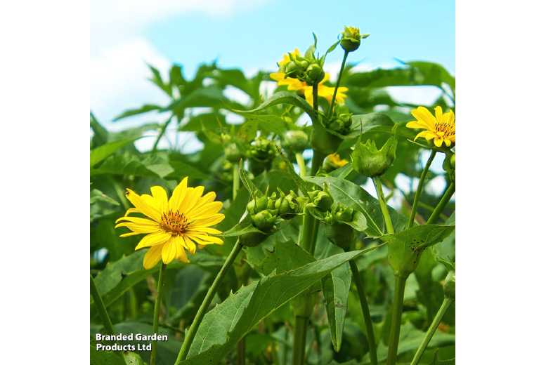 Jerusalem Artichoke 'Fuseau' Tubers - Hardy Perennial Vegetable, 10 or 20 Pack | Wowcher