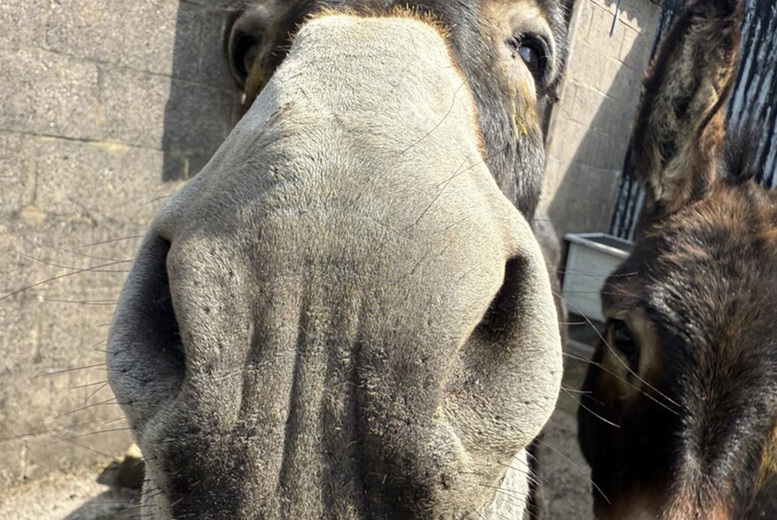 60-Min Donkey Trekking and Feeding Experience for up to 4 on Wetley Moor, Stoke-on-Trent | Wowcher