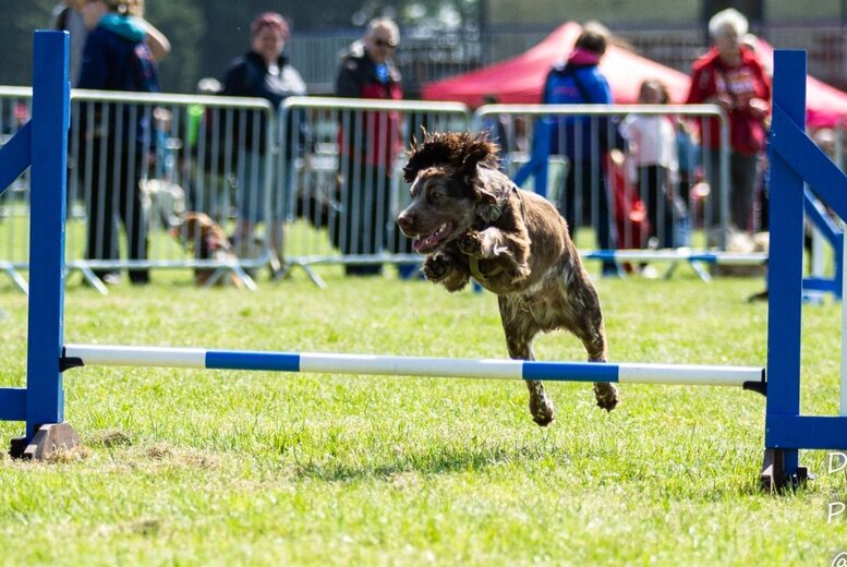 The Big Bark Dog Lover's Festival - Lydiard Park - 9th/10th May 2026 - 2 Tickets | Wowcher