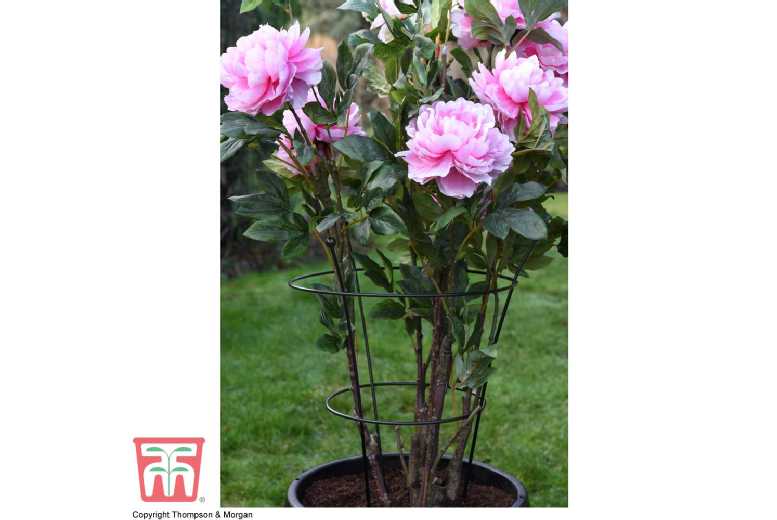 XL Peony & Herbaceous Perennial Plant Support Frame - Extra Large 66x42cm | Wowcher