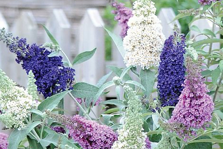 Tricolour Butterfly Bush Shrub - Flowering, Wildlife-Friendly, 3m Height | Wowcher