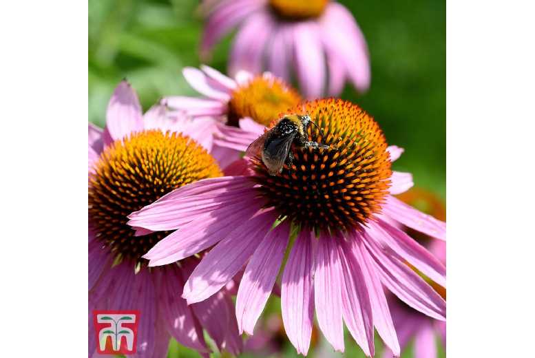 6 Pink Echinacea Perennial Plants - Hardy Summer Flowering Bare Roots | Wowcher