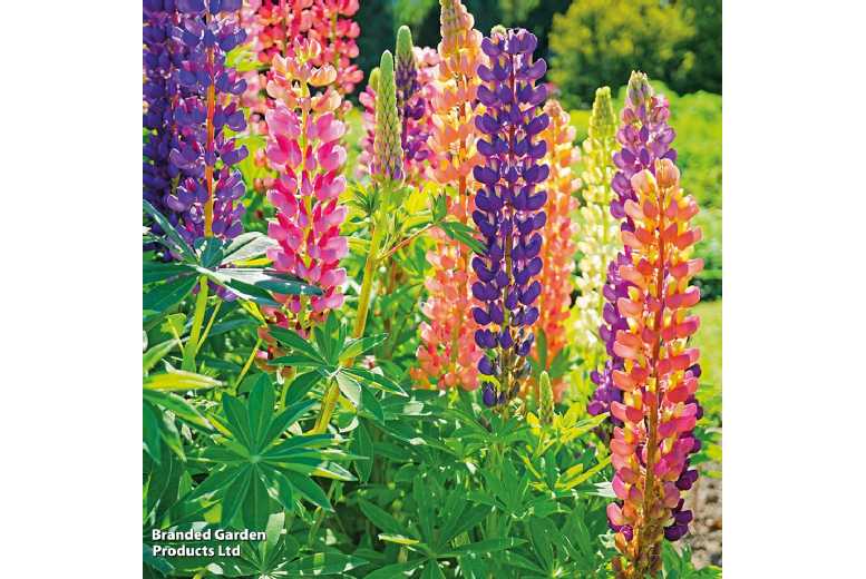 24 Mixed Lupin 'Russell Hybrids' Perennial Flowering Plants - 90cm Tall Spires | Wowcher
