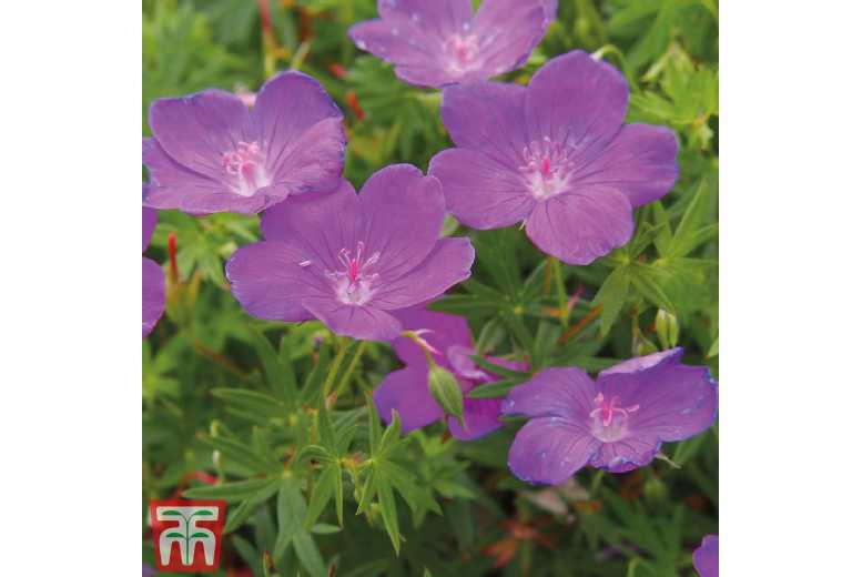 10 Hardy Perennial Geraniums - Mixed Flowering Bare Root Plants | Wowcher
