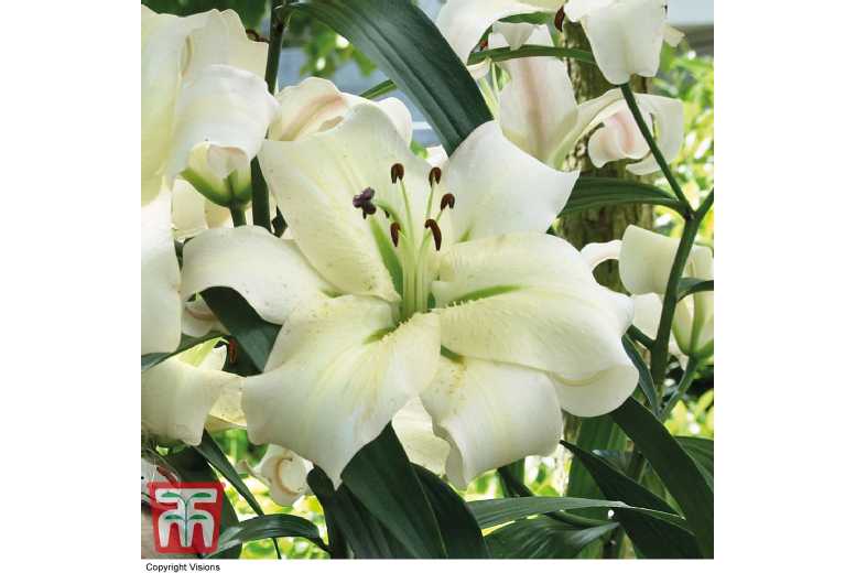 Lily 'Pretty Woman' Perennial Bulbs - Tall, Fragrant White Flowers (20 Pack) | Wowcher