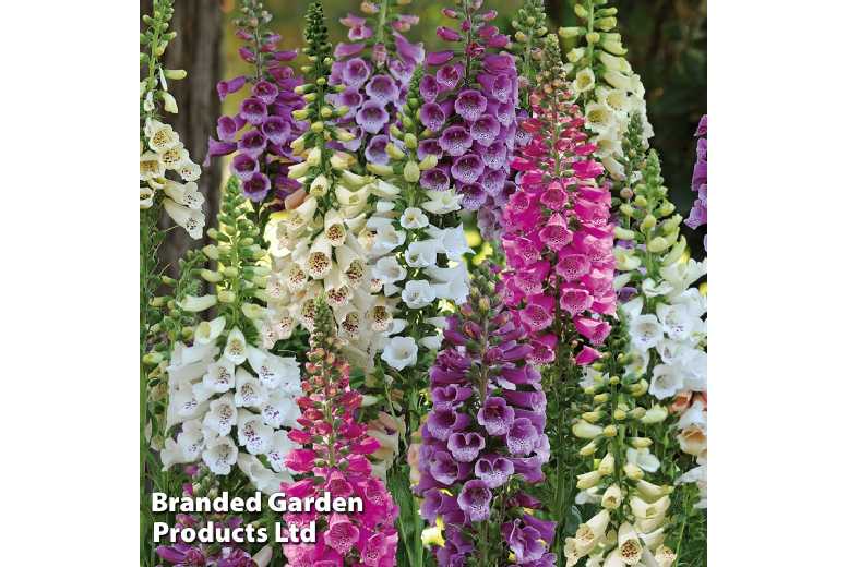 Foxglove 'Dalmatian Mixed' Flowering Perennial - 3 or 6 Plants | Wowcher