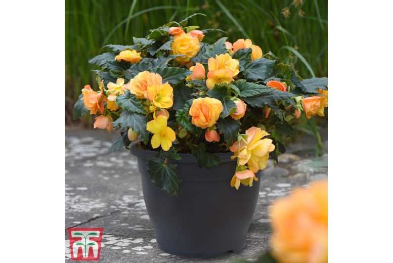 Set of Up to 5 Grey Sabina Patio Planter Pots - Lightweight & Weatherproof | Wowcher