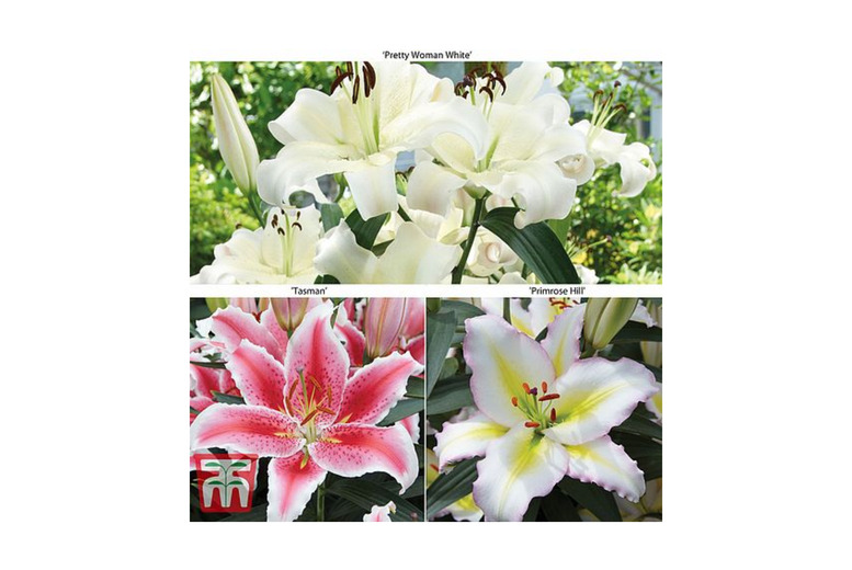 Thompson And Morgan Unisex White Giant Flowering Lily Bulb Collection - 15 Or 30 Bulbs | Wowcher