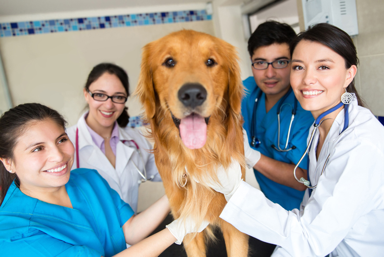 Careers that deals with animals