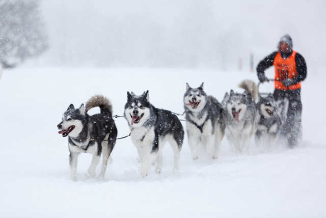 2-3nt 4* Iceland, Breakfast & Flights - Husky Sledding Option!