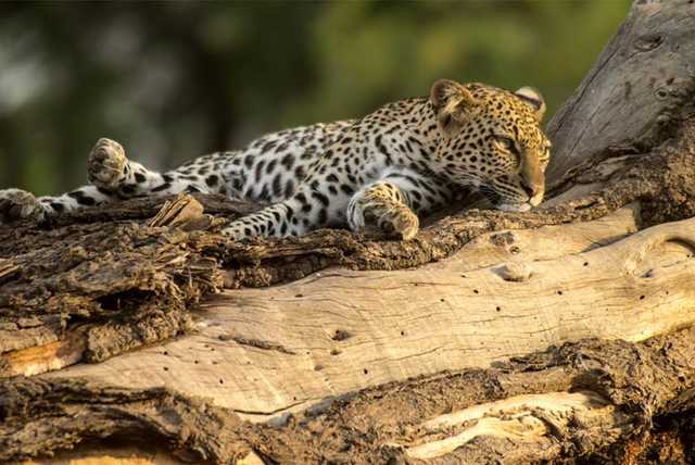 8-Day Full-Board Kenya Wildlife Safari - Deposit Options!