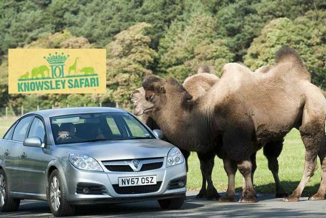 1-2nt Liverpool Break - Upgrade for Family Stay and Knowsley Safari Park!