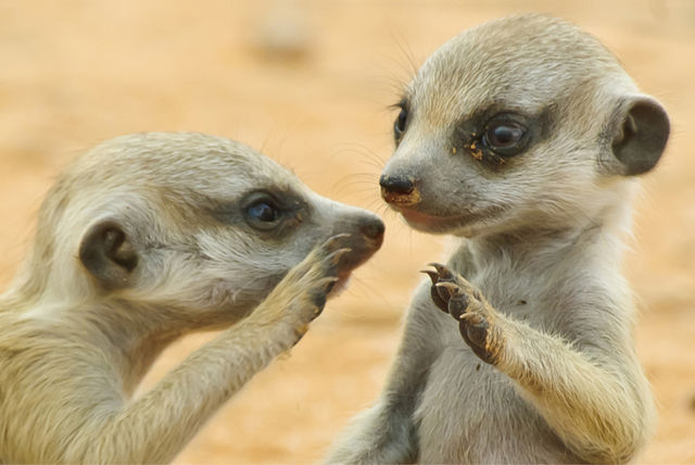 1hr Meerkat Encounter @ Thoresby Park  Nottingham  Wowcher