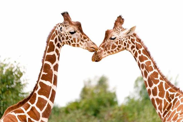 Colchester zoo discount coupons