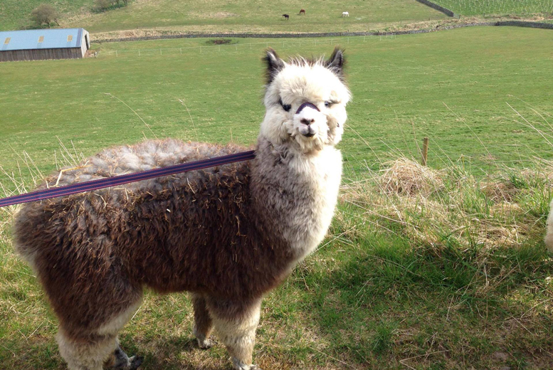 90min Alpaca Trek & Adoption Experience for 2 @ Beirhope Alpacas