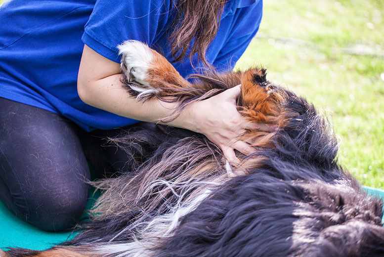 £19 instead of £119 for an ICOES-accedited online animal physical therapy course from Holly & Hugo – save 84%
