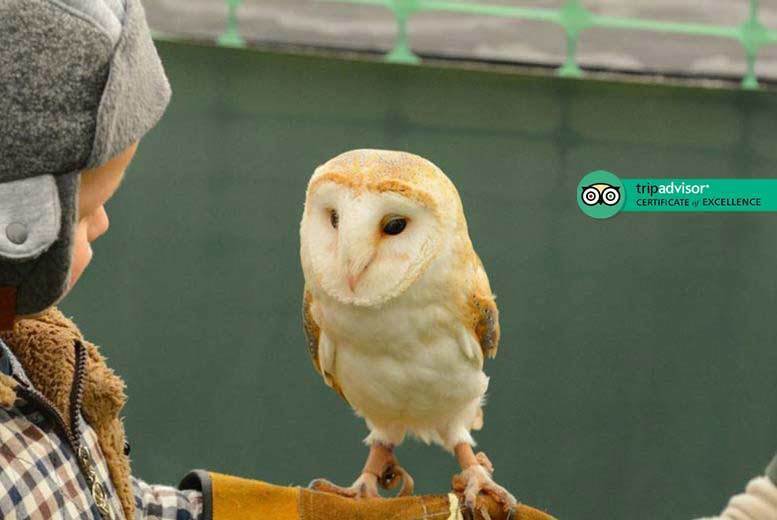 £14 instead of £50 for a 90-minute falconry experience for one person, or £25 for two people at Fixter’s Falconry, Lincolnshire – save up to 72%