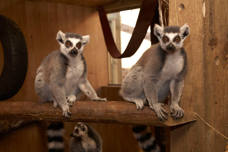 £10 instead of £21.95 for a family day pass for two adults and up to three children at Kirkley Hall Zoological Gardens, Ponteland – save 54%